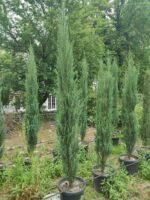 Skyrocket 250-300cm 35 Litre - Görsel 2