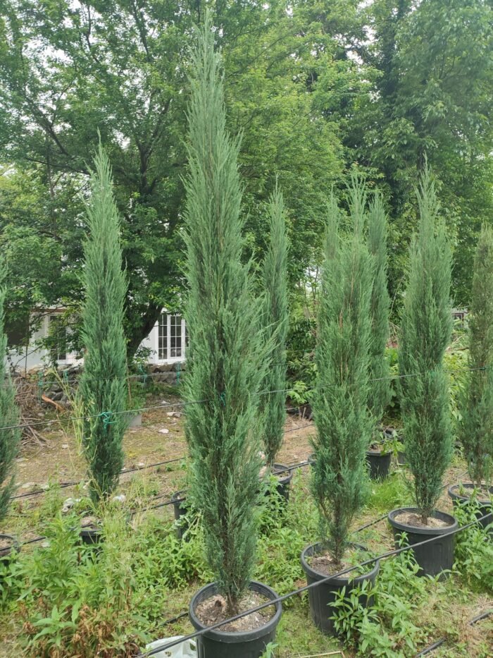 Skyrocket 250-300cm 35 Litre - Görsel 2