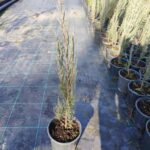 Skyrocket 60-80cm 3 litre