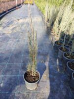 Skyrocket 60-80cm 3 litre