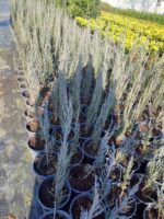 Skyrocket 60-80cm 3 litre - Görsel 2