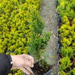 Smargat Mazı 40-60cm