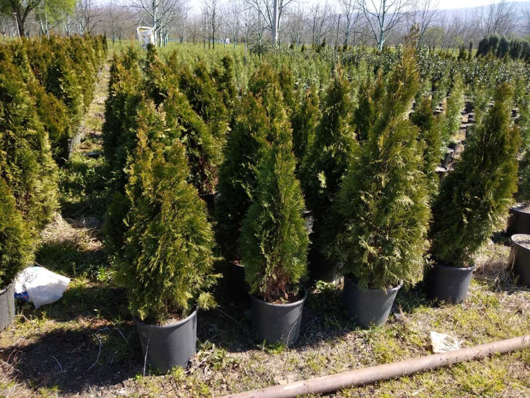 Smargat Mazı özellikleri