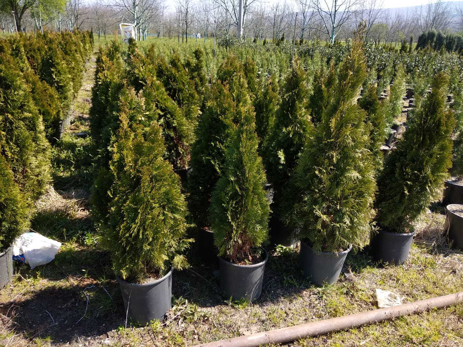 Smargat Mazı özellikleri