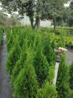 Altuni Top Mazı 30-40 cm boy - Görsel 5