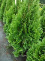 Altuni Top Mazı 30-40 cm boy - Görsel 6