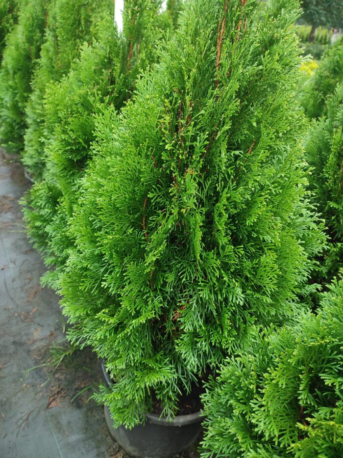 Altuni Top Mazı 30-40 cm boy - Görsel 6