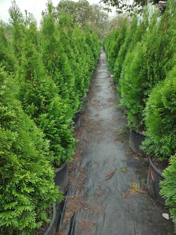 Altuni Top Mazı 30-40 cm boy - Görsel 7