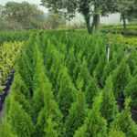 Smargat Mazı Dolgun 1 metre Üzeri