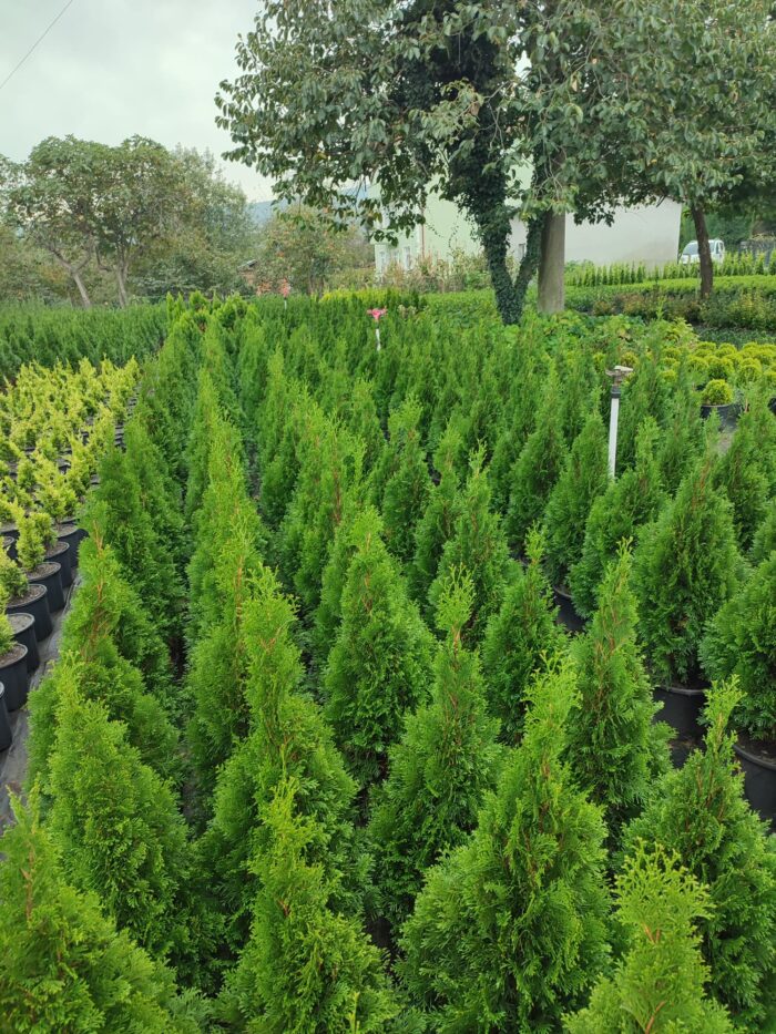 Altuni Top Mazı 30-40 cm boy - Görsel 8