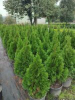 Altuni Top Mazı 30-40 cm boy - Görsel 9