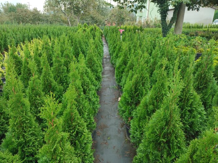 Altuni Top Mazı 30-40 cm boy - Görsel 4