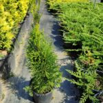 Smargat Mazı 60-80cm