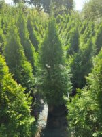 Smargat Mazı 80-100cm - Görsel 3