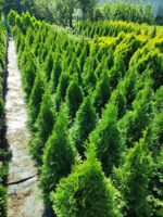 Smargat Mazı 80-100cm - Görsel 2