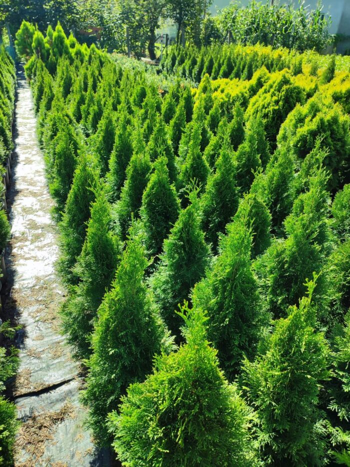 Smargat Mazı 80-100cm - Görsel 2