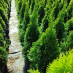 Smargat Mazı 80-100cm