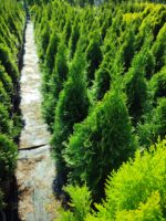 Smargat Mazı 80-100cm