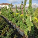 Spiral Leylandi 150-200cm