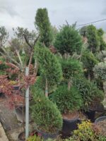 Spiral Leylandi 200-250cm Boy - Görsel 4