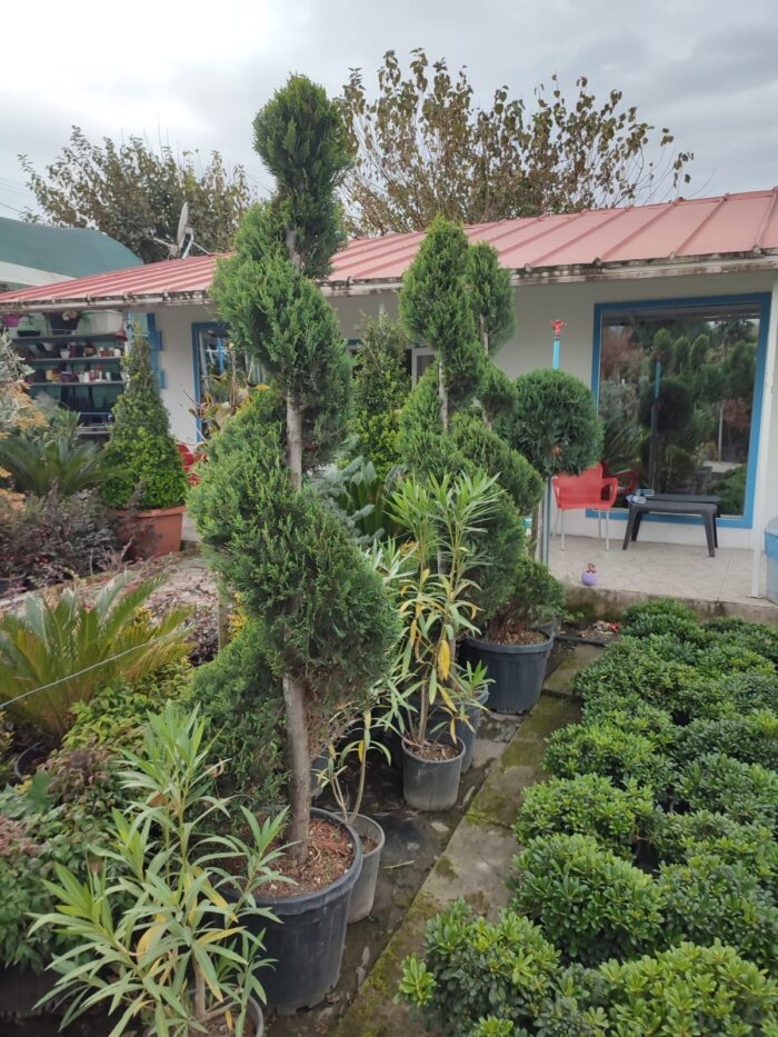 Spiral Leylandi 200-250cm Boy - Görsel 2