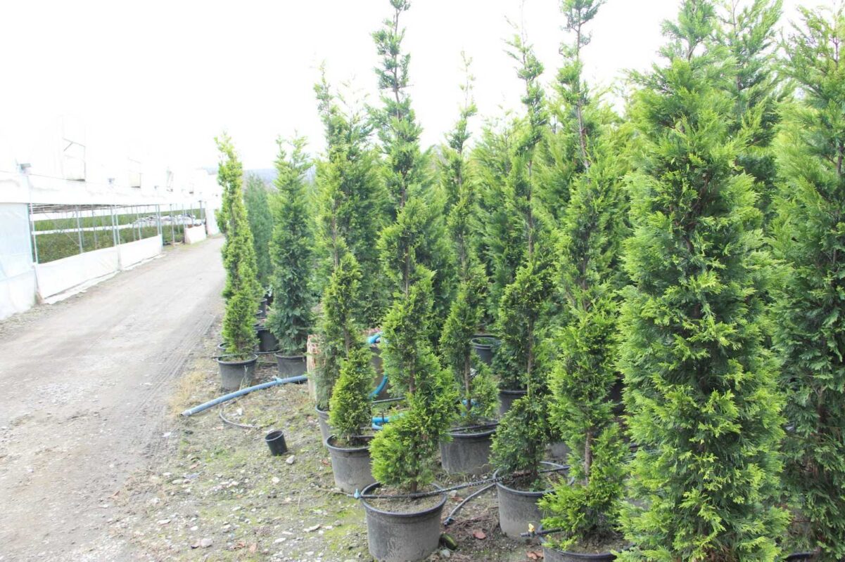 Spiral Leylandi Fiyatları