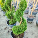 Spiral Leylandi 200-250cm Boy - Görsel 3