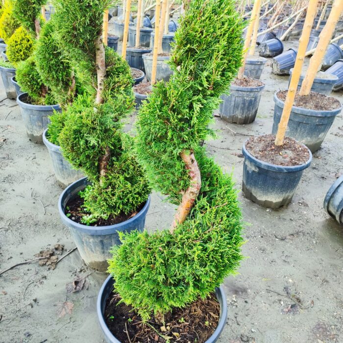 Spiral Leylandi 200-250cm Boy - Görsel 3