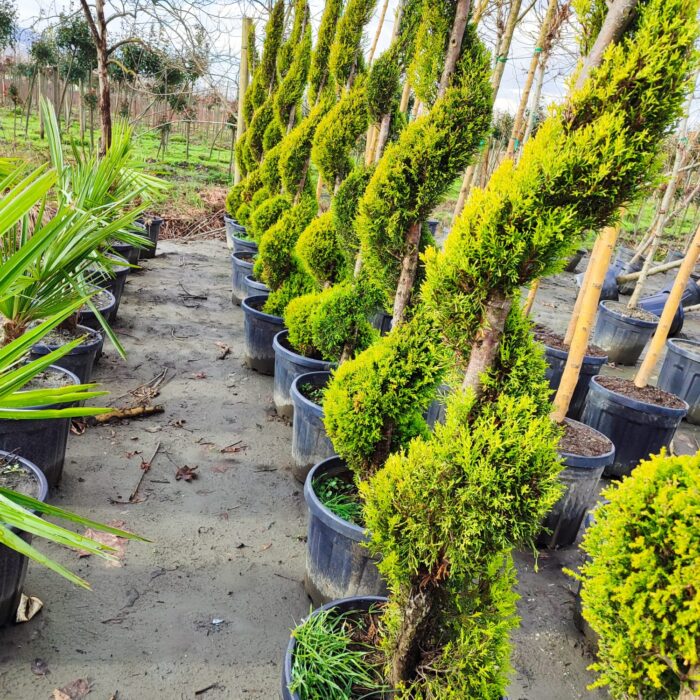 Spiral Limon Servi 150-200cm - Görsel 3