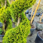 Spiral Limon Servi 150-200cm - Görsel 2