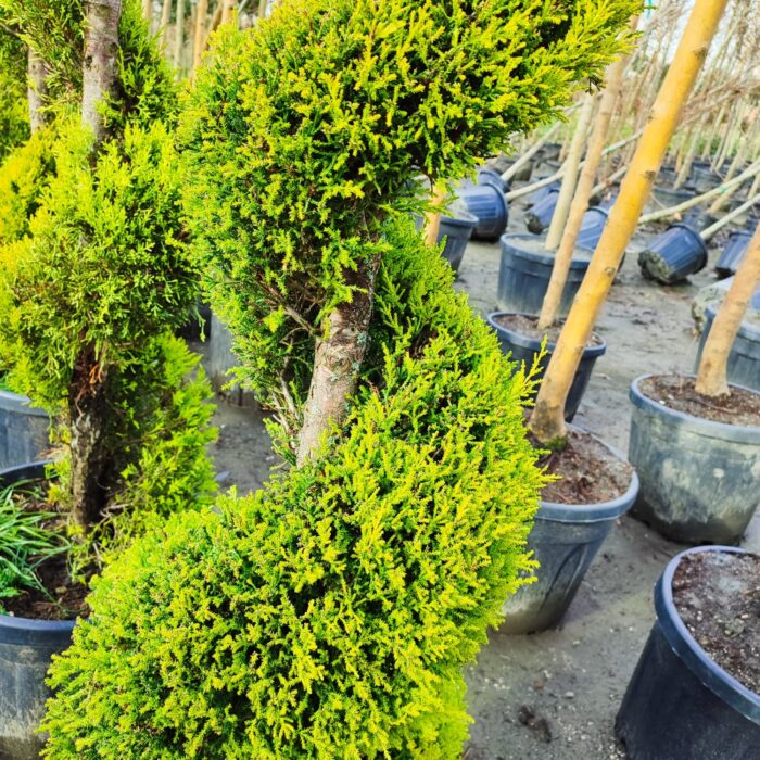 Spiral Limon Servi 150-200cm - Görsel 2