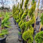 Spiral Limon Servi 150-200cm