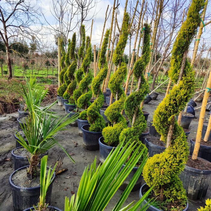 Spiral Limon Servi 150-200cm - Görsel 4