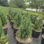 Stricta Ardıç 30-40cm, Mavi İthal Dik Ardıç, Stricta juniperus chinensis stricta