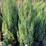 Juniperus communis 'Stricta' 80-100cm Büyük boy