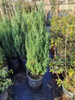 Juniperus communis 'Stricta' 80-100cm Büyük boy - Görsel 2