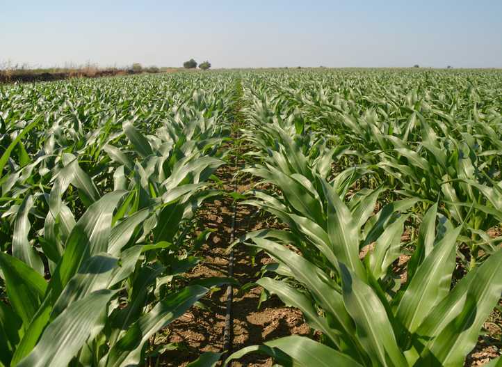 Suyu çok seven ve emen bitkiler neler?