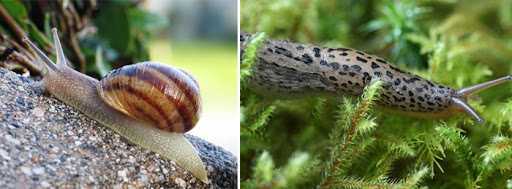 Sümüklü Böcekler Nasıl Kontrol Edilir?