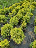 Sunkist mazı 30-40 cm boy ve çap - Görsel 2