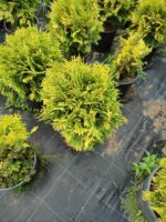 Sunkist mazı 30-40 cm boy ve çap - Görsel 10