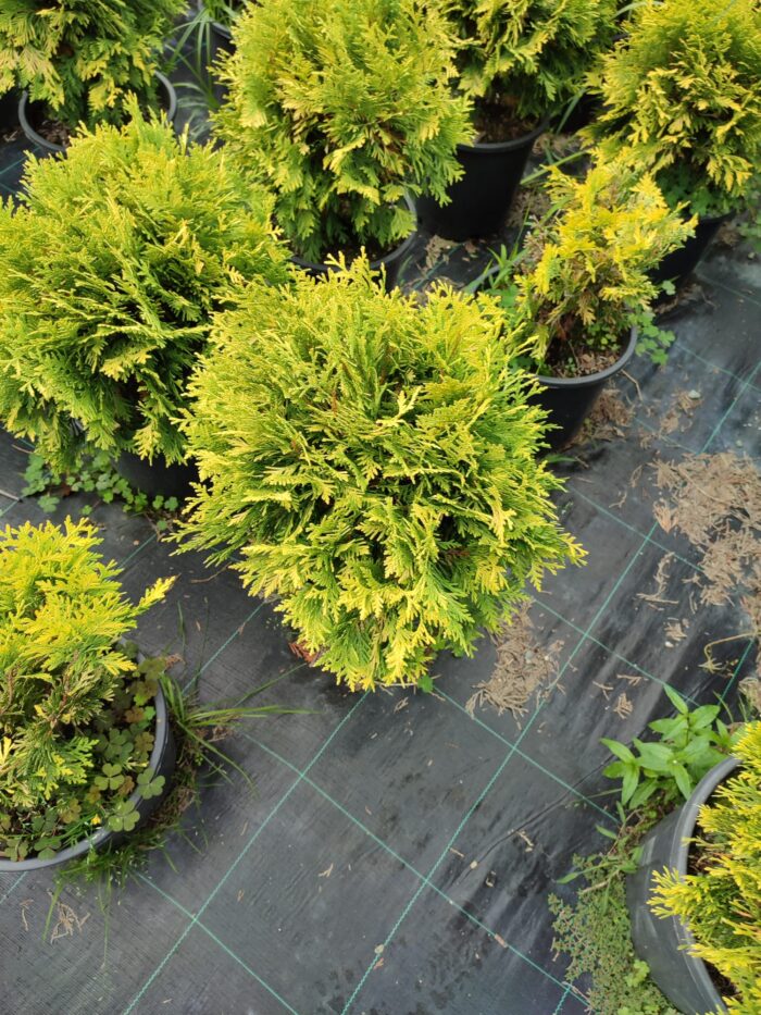 Sunkist mazı 30-40 cm boy ve çap - Görsel 10