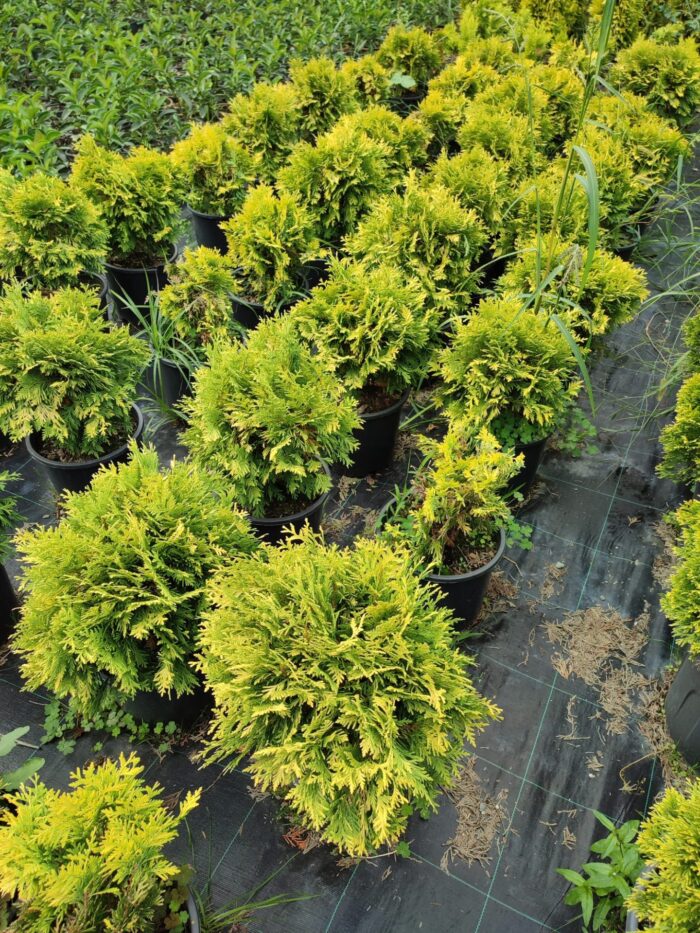 Sunkist mazı 30-40 cm boy ve çap - Görsel 2