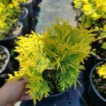 Sunkist Mazı 20-30cm Çap