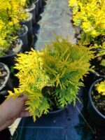 Sunkist Mazı 20-30cm Çap