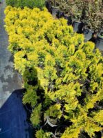 Sunkist Mazı 20-30cm Çap - Görsel 2