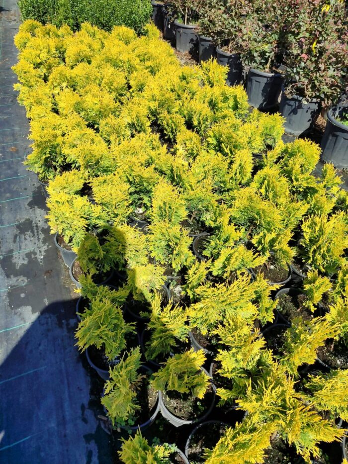 Sunkist Mazı 20-30cm Çap - Görsel 2