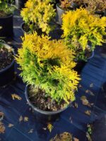 Sunkist mazı 30-40 cm boy ve çap - Görsel 7