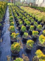 Sunkist mazı 30-40 cm boy ve çap - Görsel 8