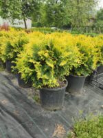 Sunkist mazı 30-40 cm boy ve çap - Görsel 5