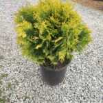 Sunkist mazı 30-40 cm boy ve çap